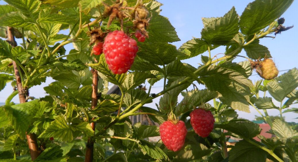 Свекруха торік бурчала, що не можна обрізати малину в серпні: а я не послухала – і зібрала по 2 відра з куща 