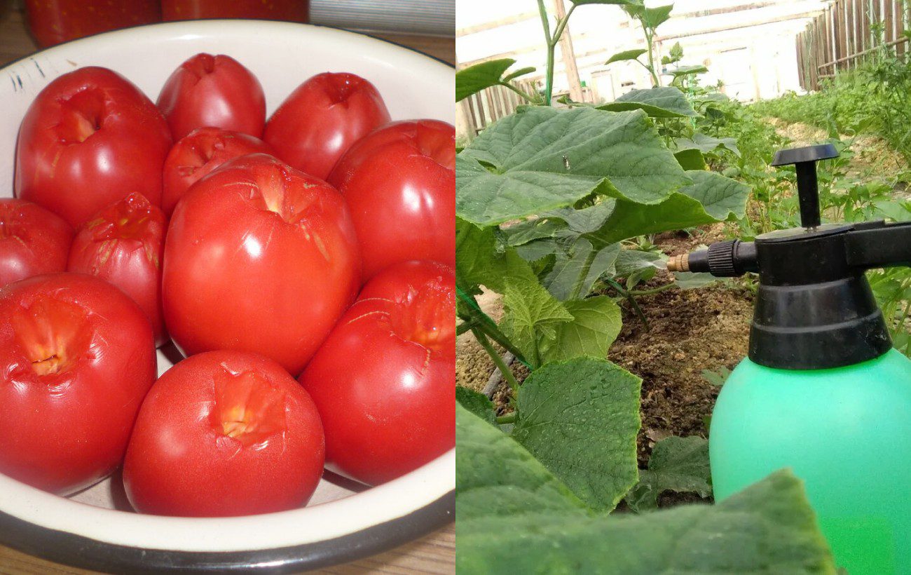 Як захистити помідори у липні від хвороб