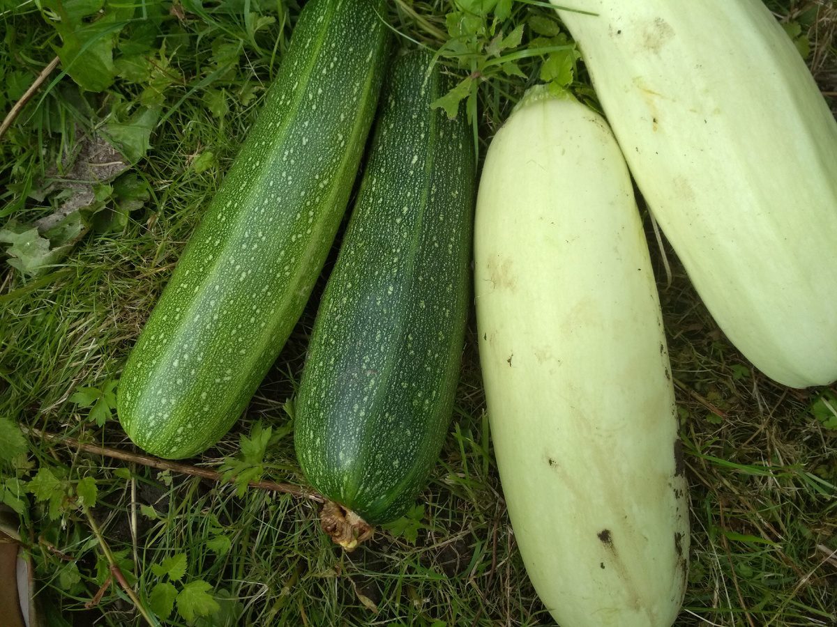 Експерти розповіли, як підживити кабачки в липні на городі
