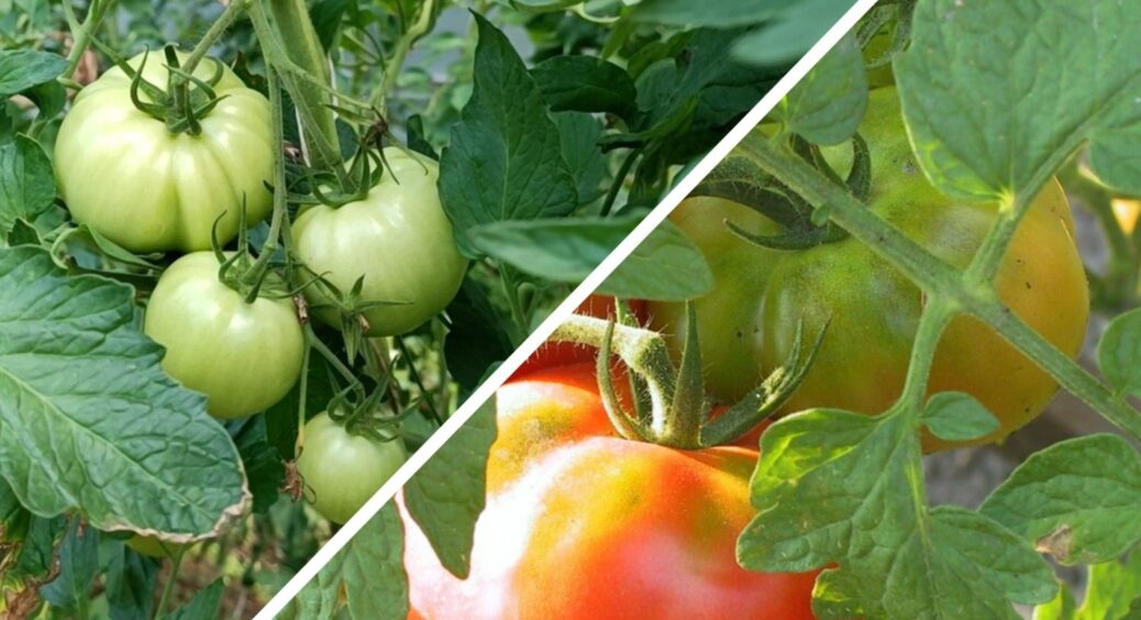 Бабуся навчила вирощувати помідори-велетні: ніякого пасинкування і добрив – хитрість з 1967-го року 