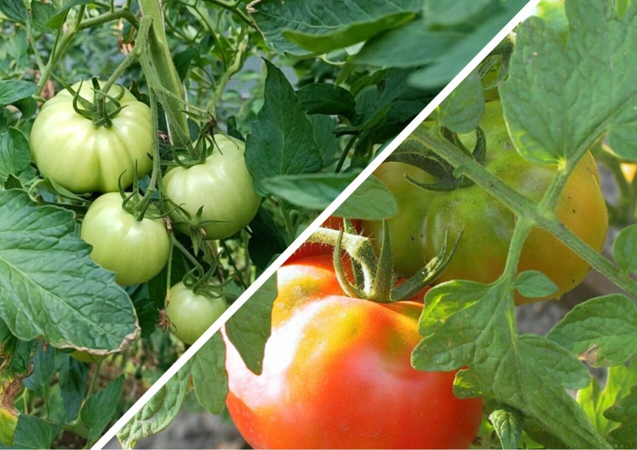 Як вирощувати помідори без пасинкування