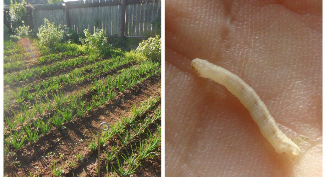 30 мл секретного інгредієнта раз і назавжди прогнали цибулеву муху з грядки: 1 обробка – і город чистий 