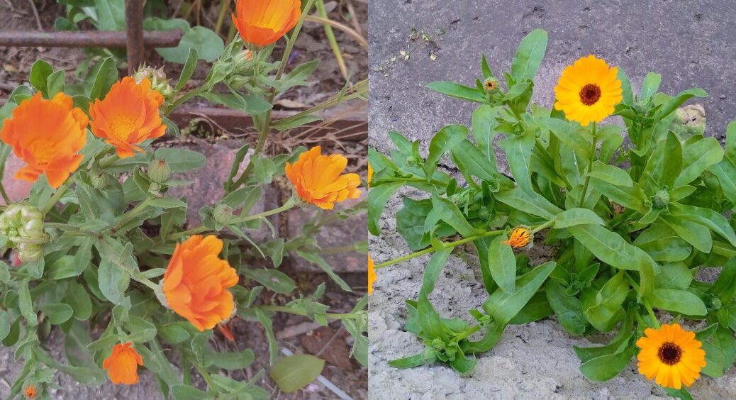 Календула на городі – не примха, а обов’язок: 4 причини, чому потрібно посадити нагідки у липні 