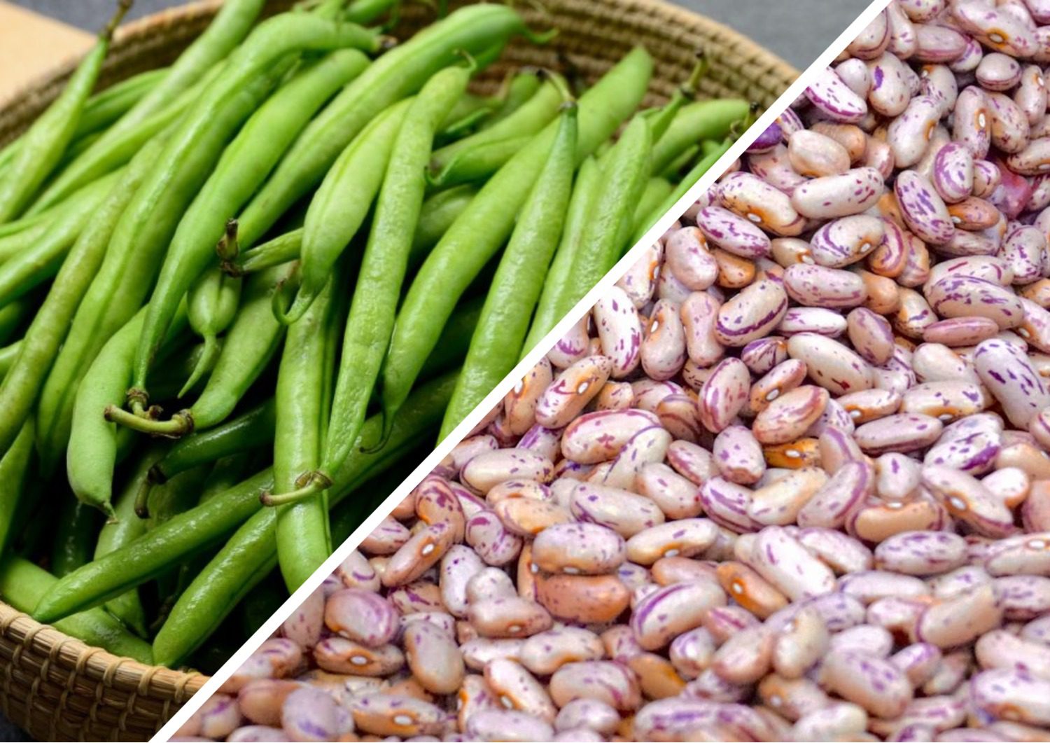 Городники розповіли, як зробити, щоб не було квасолевих жучків