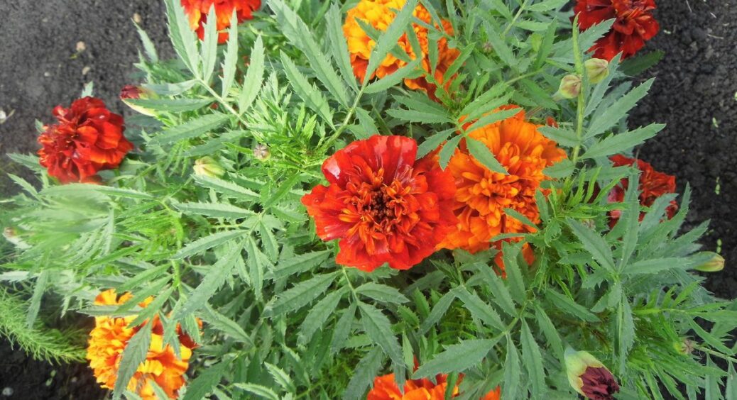 Чи дійсно чорнобривці захищають від фітофтори? Провів експеримент на 2 грядках – відповідь вас здивує 