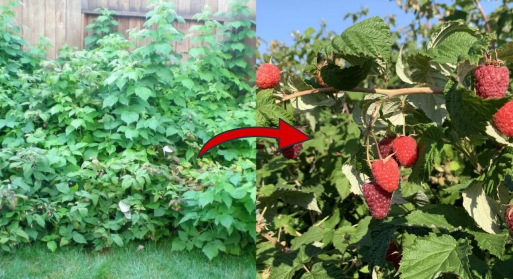 Цей секрет врожайності малини я називаю “5-10 сантиметрів”: 1 проста дія у липні – і ягоди солодші за мед 