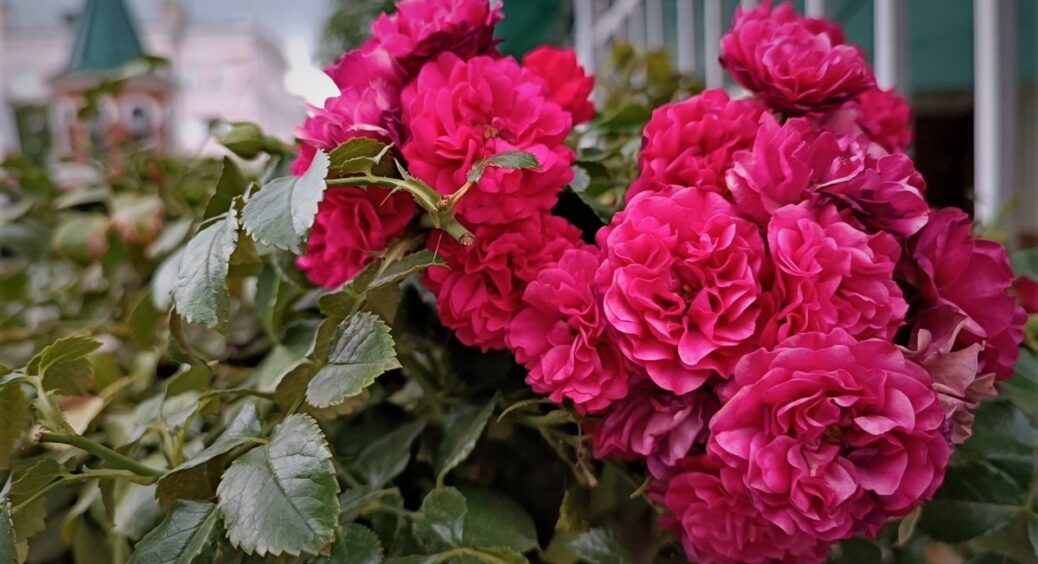 Дід всі роки свого городництва каже: “Полий це під троянди і вони зацвітуть вдруге, навіть у спеку” – працює 