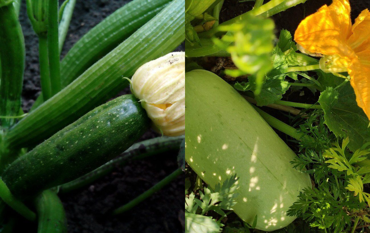 Чим обприскати молоді кабачки від гнилизни