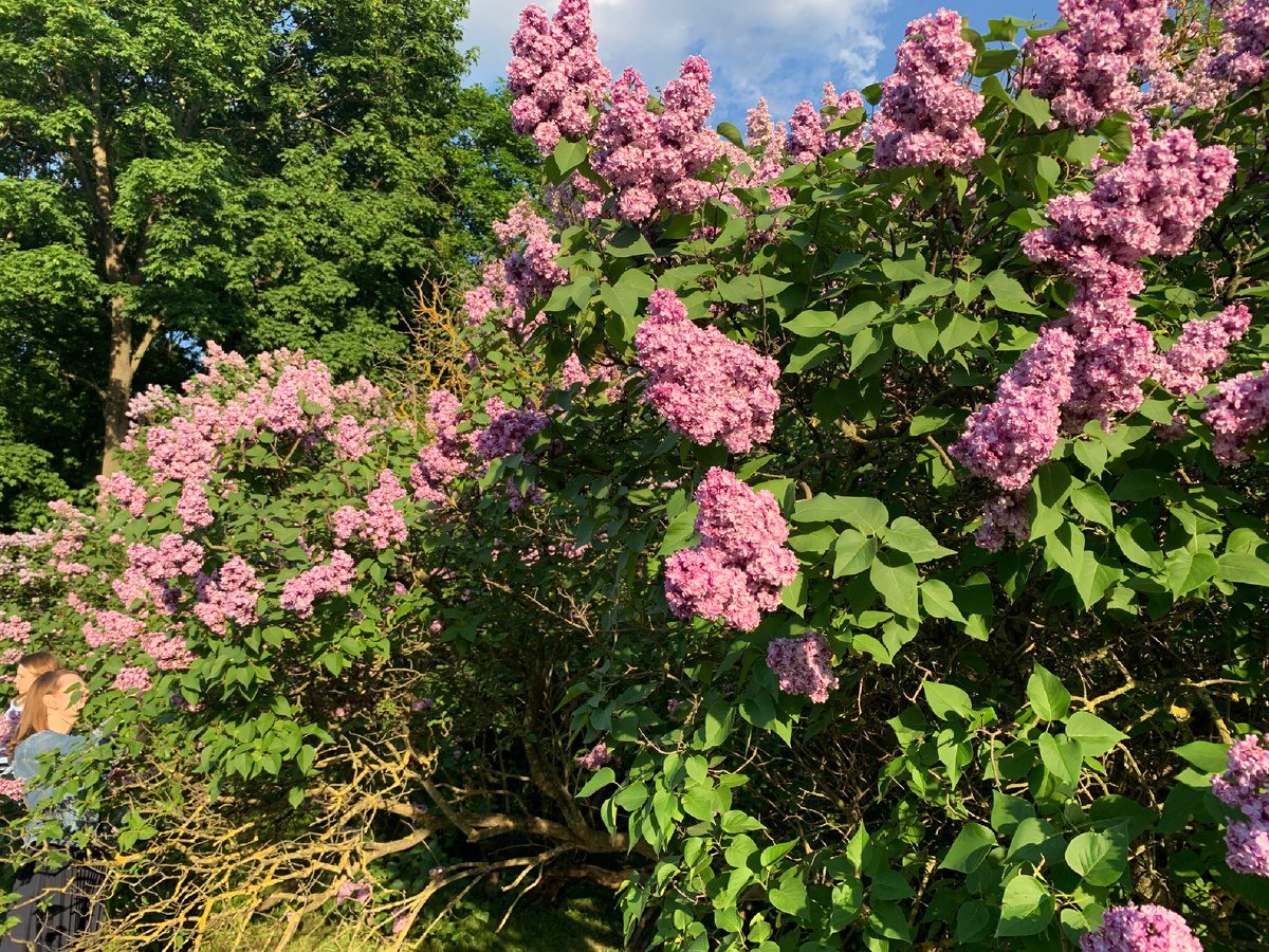 Садівники розповіли, яка популярна помилка може загубити цвітіння гортензії та бузку – порада