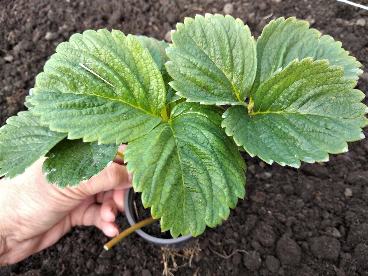 Експерти розповіли, як захистити малину та полуницю від шкідників