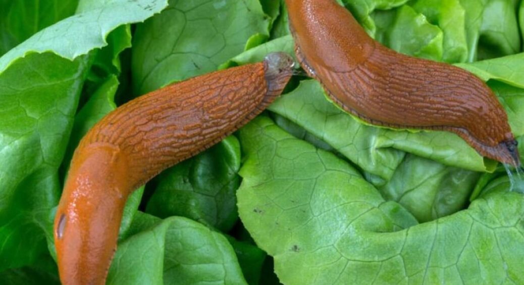 Звільнила сад від слимаків за 3 дні народним методом: 10 рослин на грядці тепер ростуть без жодної дірочки 