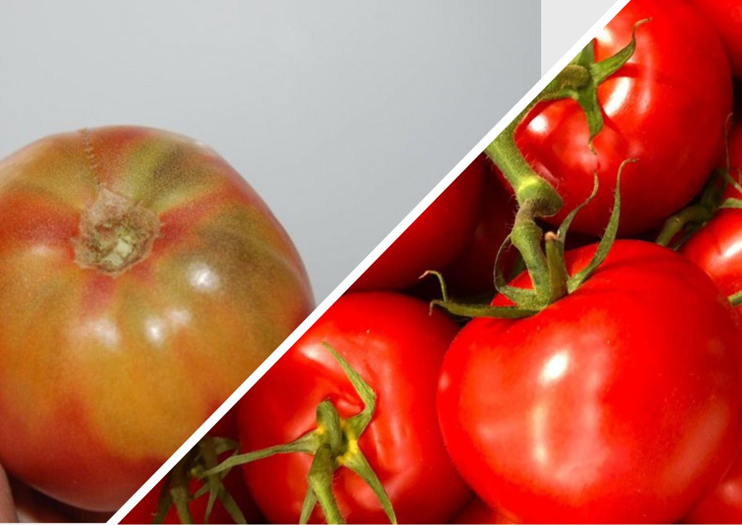 Експерти розповіли, як допомогти томатам швидше дозріти прямо на кущах 