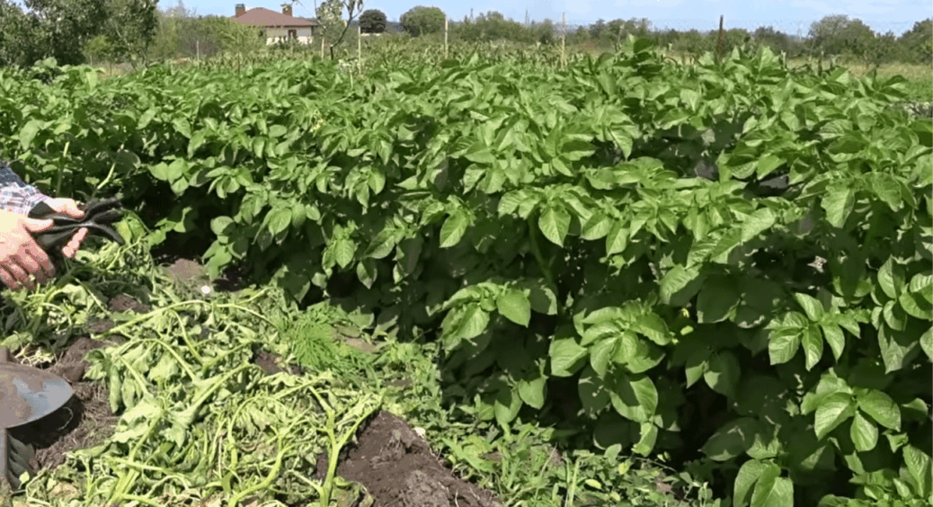 Підвищую родючість ґрунту після збору картоплі та часнику за 0 копійок: зусиль витрачаю теж мінімум 