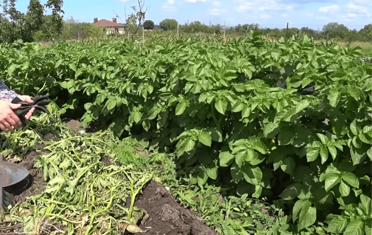 Городники розповіли про бюджетні засоби для відновлювання ґрунту