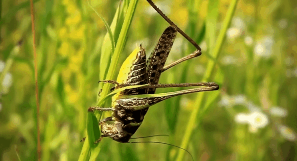 Щойно прочитала новини – одразу посадила цю 1 рослину на городі: “навала” сарани обійшла мене стороною 