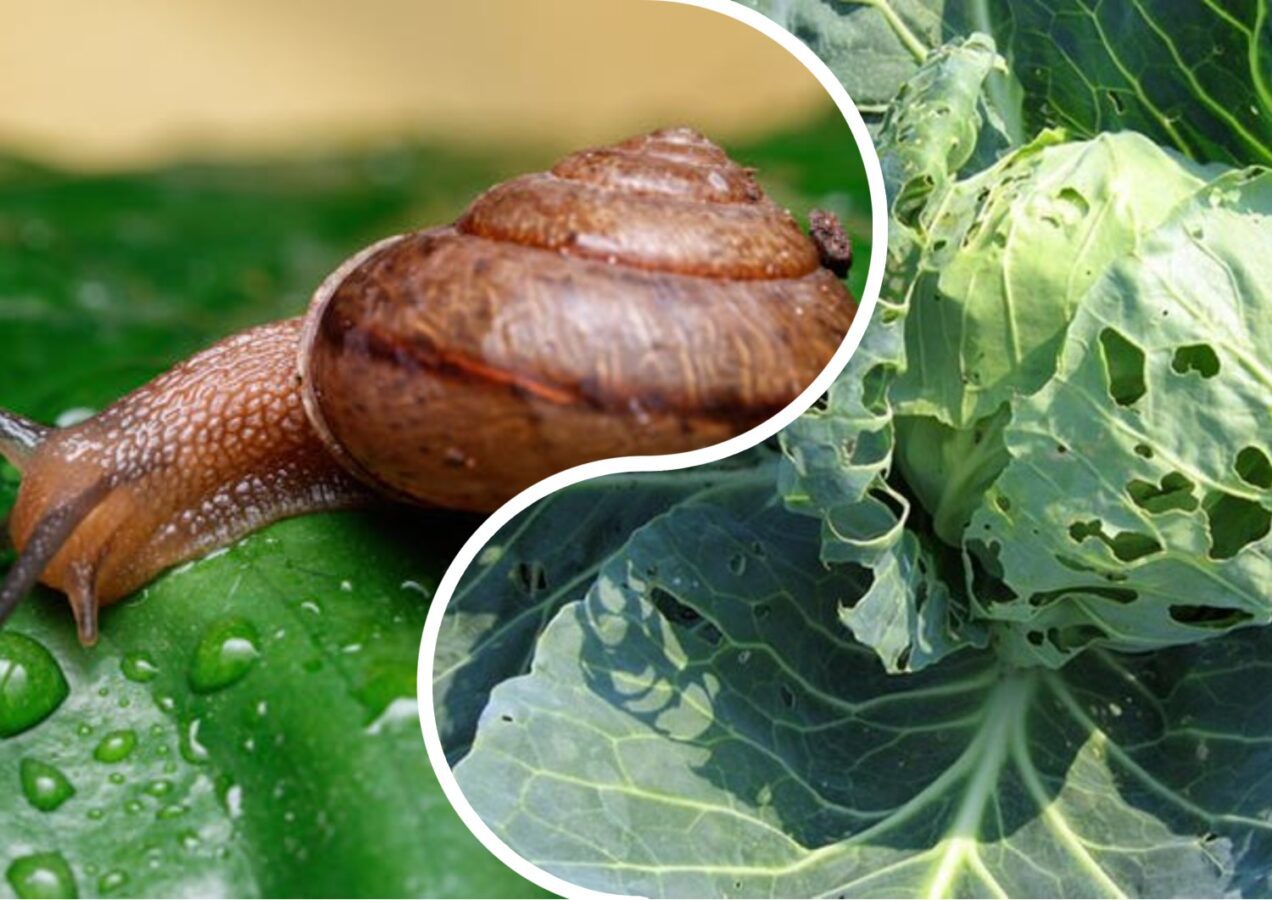 Городники порадили 3 дієві методи від слимаків