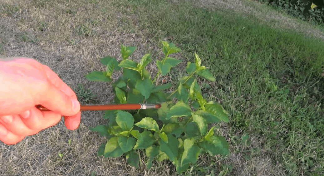 Копати — не варіант. Дію тонко та без шкоди: мої 2 способи видалити молоду поросль, що працюють бездоганно 