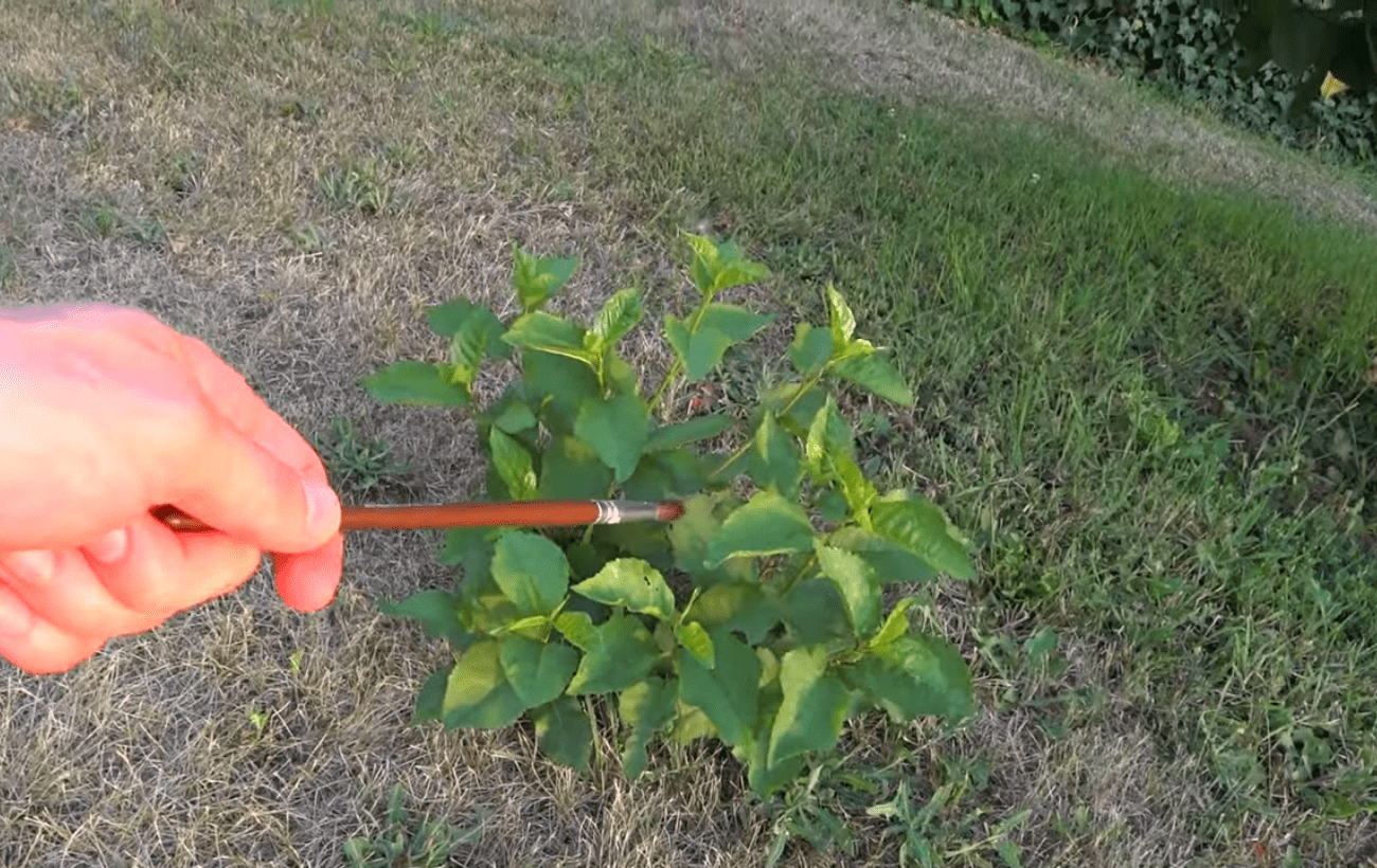 Садівники розповіли про дієві способи прибрати молоду поросль
