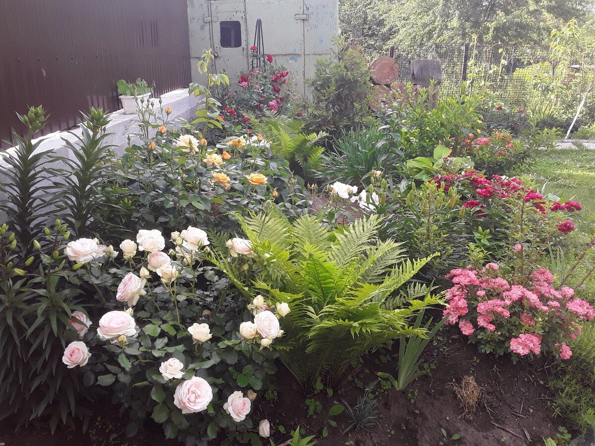 Експерти розповіли, як правильно живцювати троянди