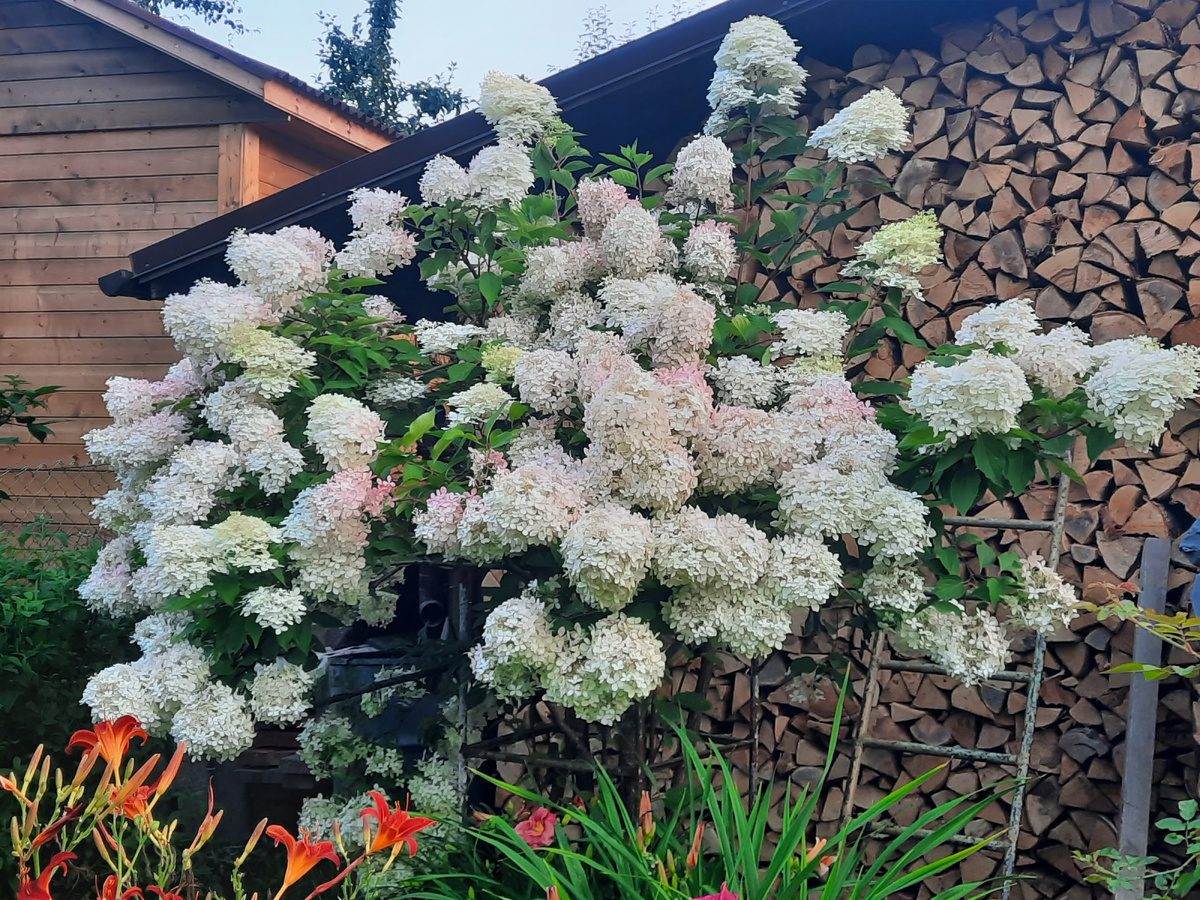 Садівники розповіли, яка популярна помилка може загубити цвітіння гортензії та бузку – порада