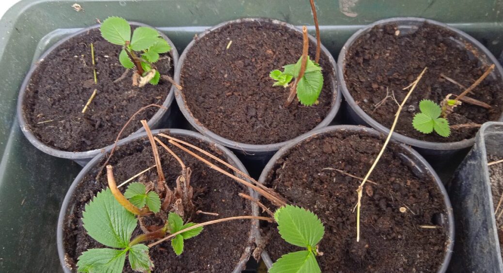 Ґрунт для розсади більше не пліснявіє: додаю 1 кухонний “відхід” – і підвищую врожайність 