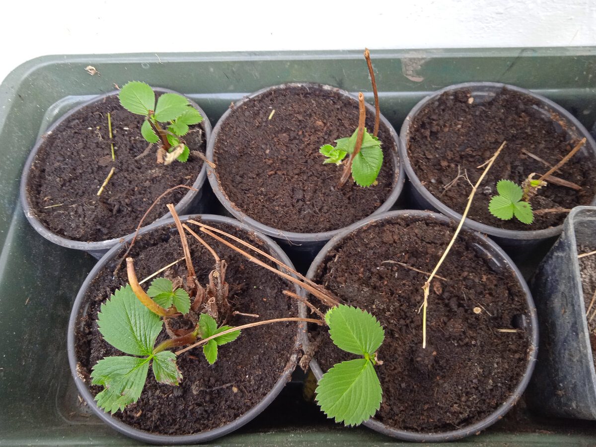 Садівники розповіли, як розмножити полуницю без витрат на добрива та розсаду для посадки