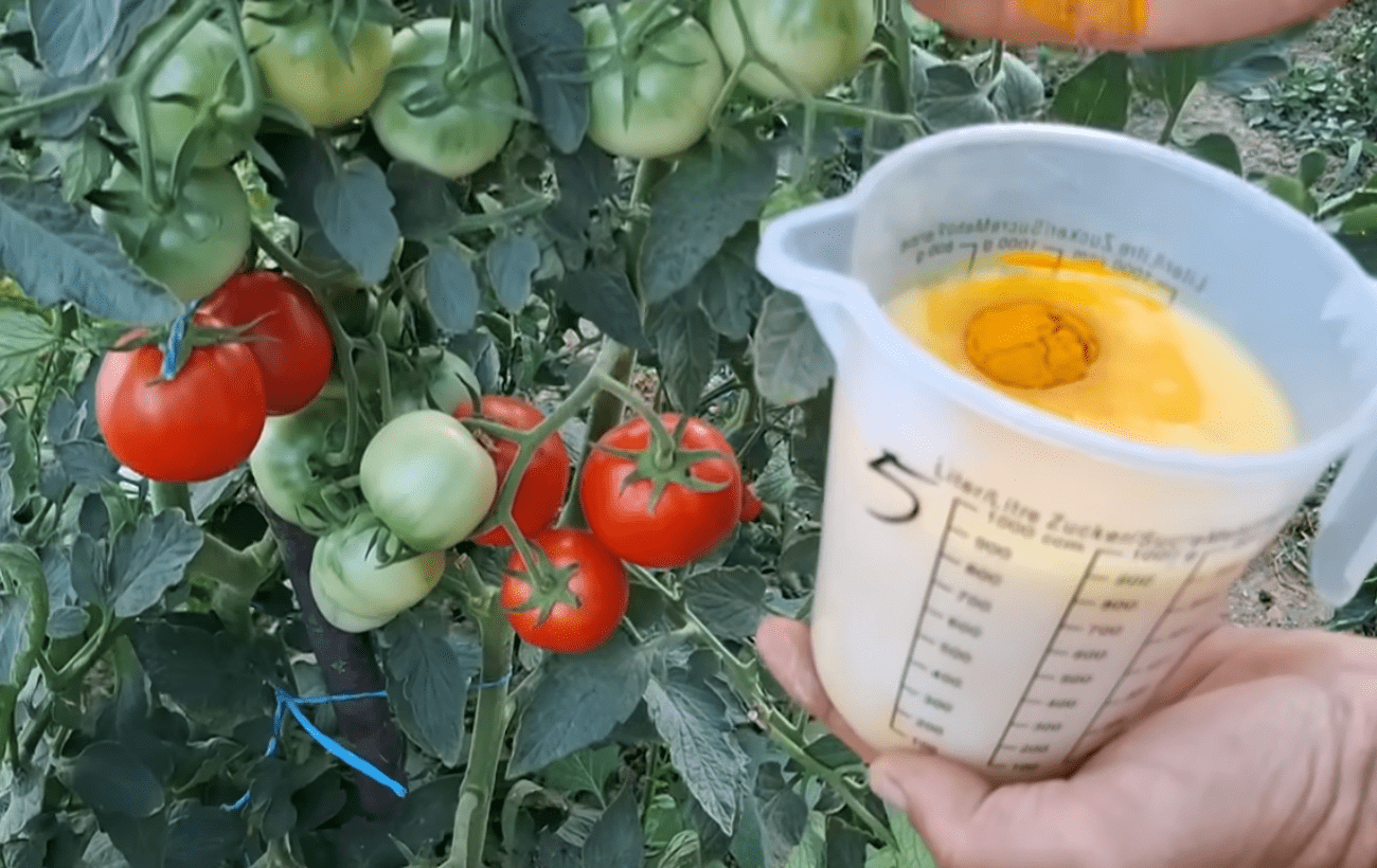 Городники розповіли про підживлення томатів домашнім засобом