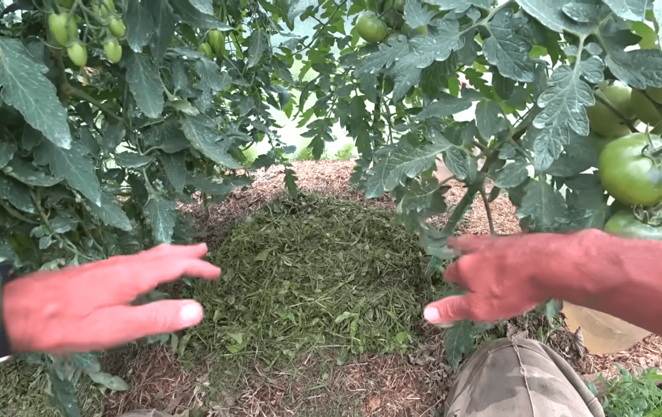 Городники поділились лайфхаком для легкого поливу городини