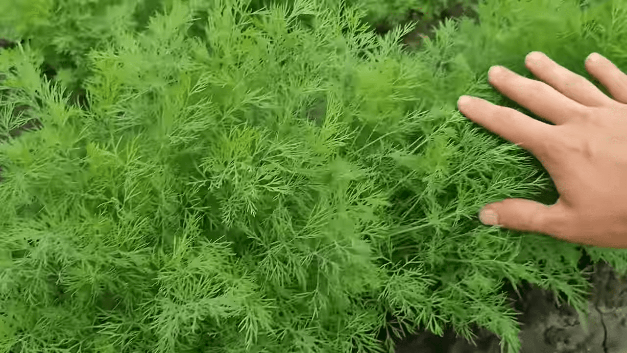 Городники розповіли, як отримати кілька врожаїв кропу  за сезон