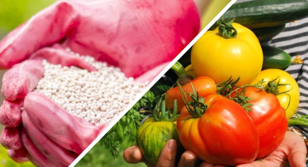 Витратила всього 4 гривні – а врожай збільшився на 30%: обробляю рослини у спеку сіркою. Не добриво, а чудо! 