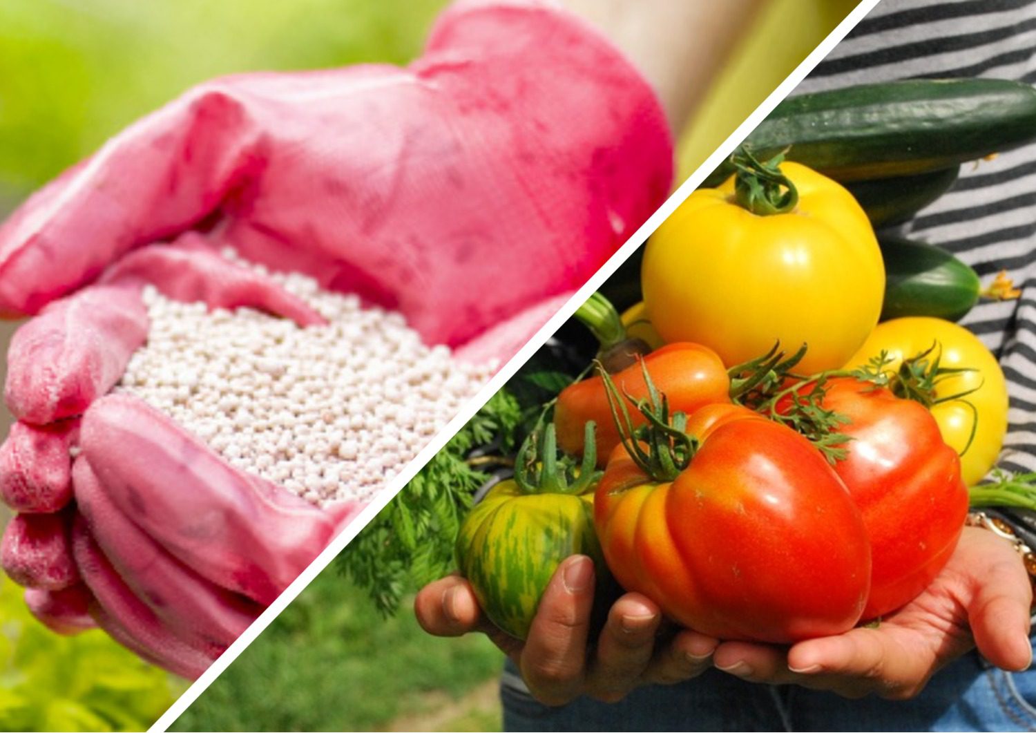 Городники розповіли, як підвищити врожай за допомогою сірки