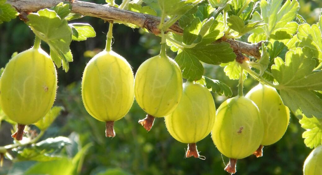 У листопаді обробляю аґрус тільки цими 2-ма засобами – кущ перезимує без жодних проблем: дідусева “схема” 