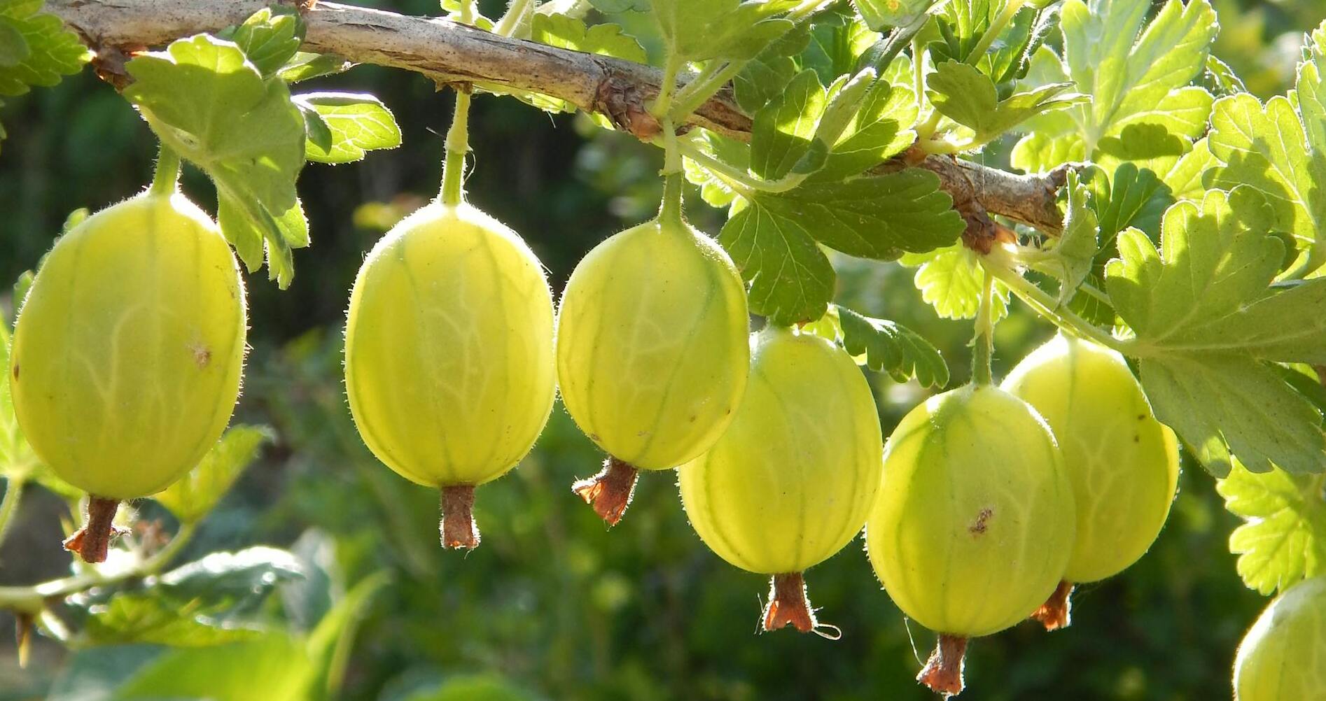 Садівники розповіли, чим обробити кущі аґрусу восени