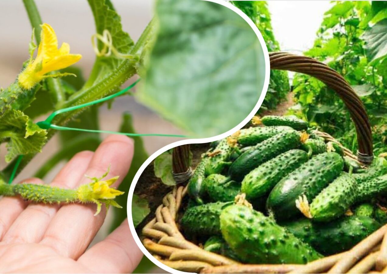 Городники розповіли, що робити, коли обпадають зав'язі огірків