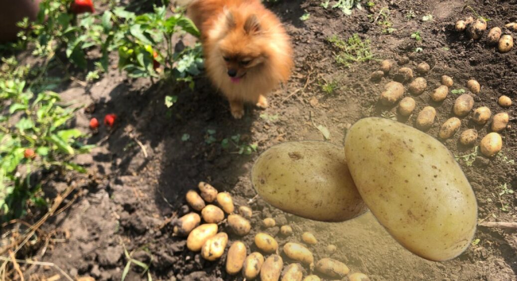 По 2 ложки в кожну лунку – і картопля росте у 15 разів краще: копійчаний засіб для високої врожайності 