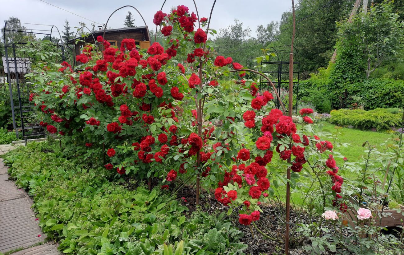 Як поновити цвітіння троянди