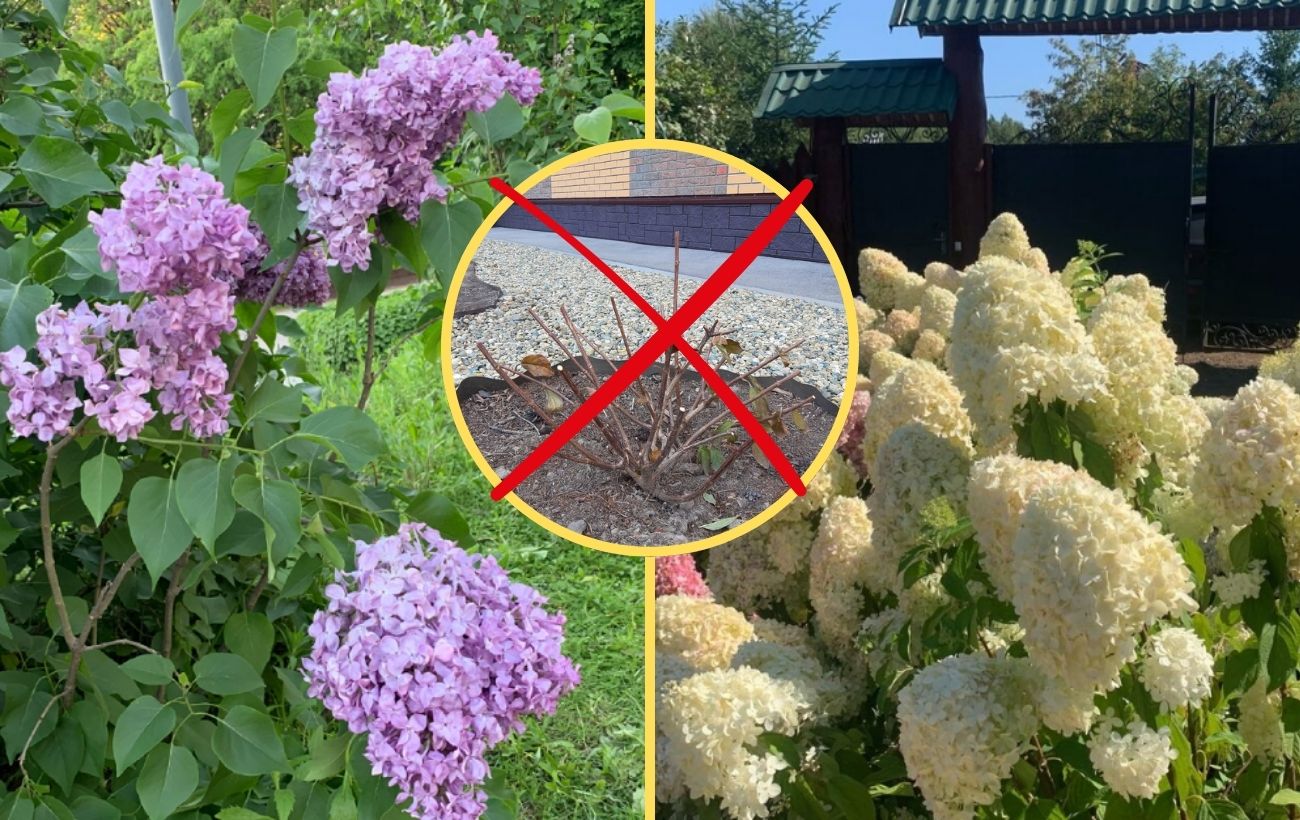 Чому бузок і гортензія не цвітуть в саду