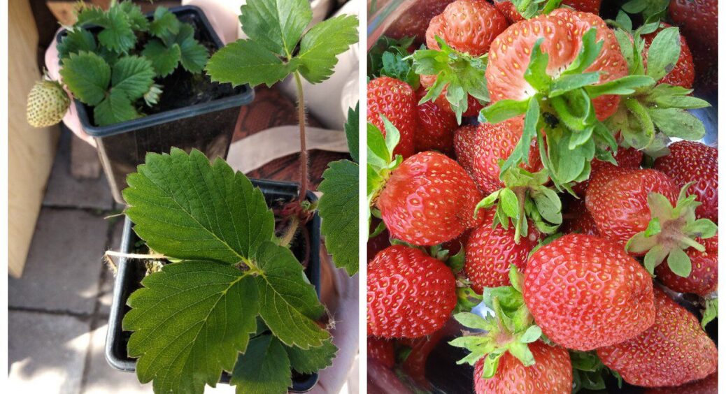 Сусідка витратила 4900 грн на розсаду полуниці, а я з 1 свого куща зробила 25: безплатний метод за 14 днів 