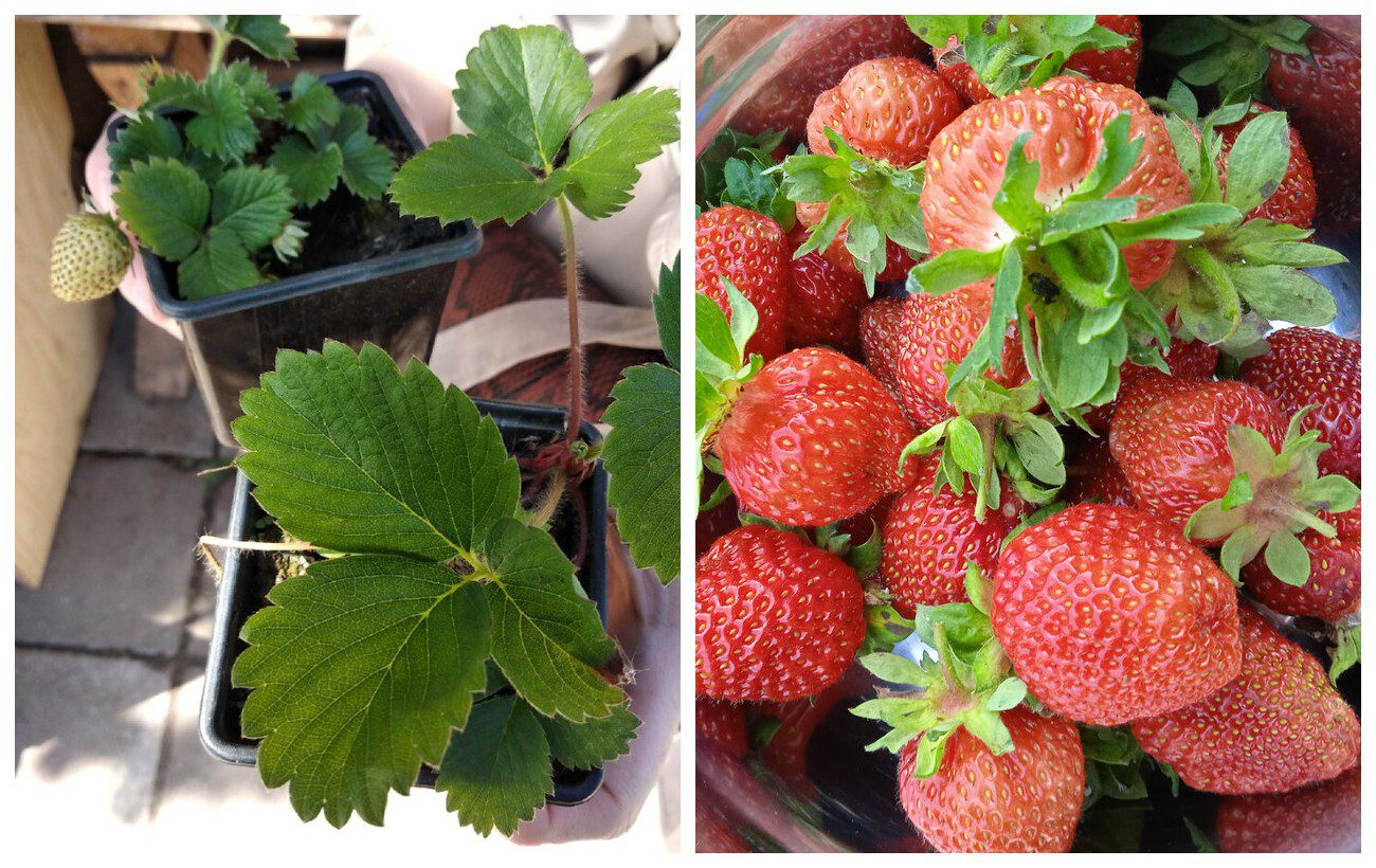 Експерти розповіли, як правильно підживити полуницю