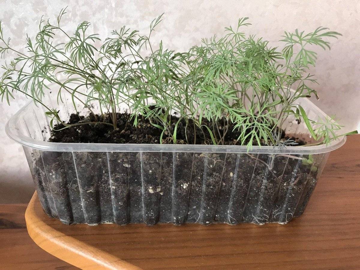 Городники розповіли, що потрібно для вирощування соковитого та ароматного кропу на вікні