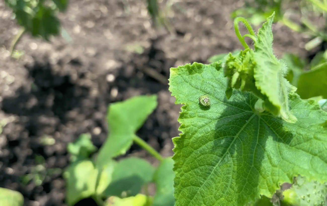 Городники поділилися засобом від зеленого клопа