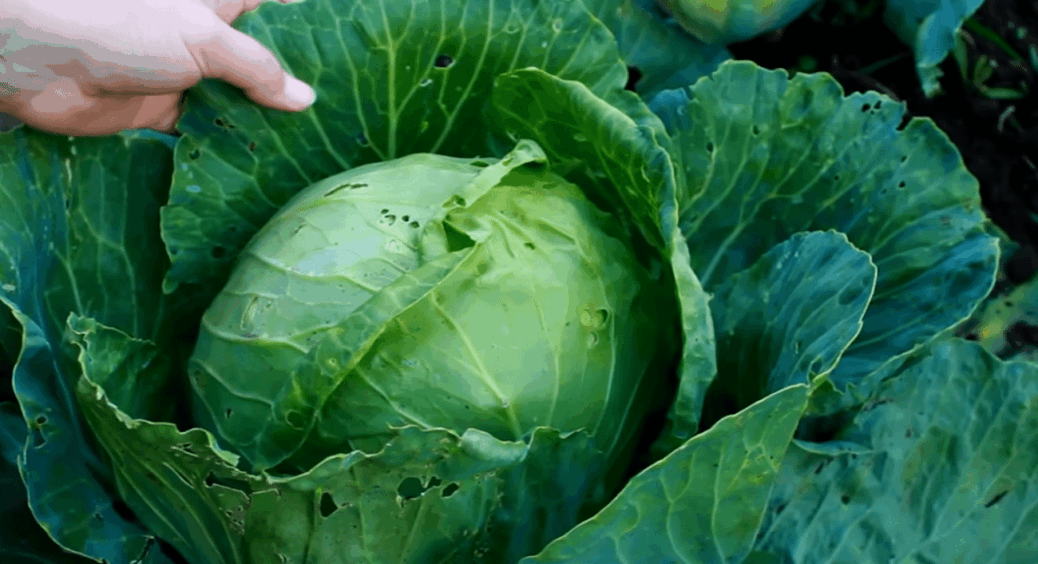 Капуста була, як решето, поки не згадала про бабусин фокус: 2 обробки, і листя знову щільне, мов з виставки 