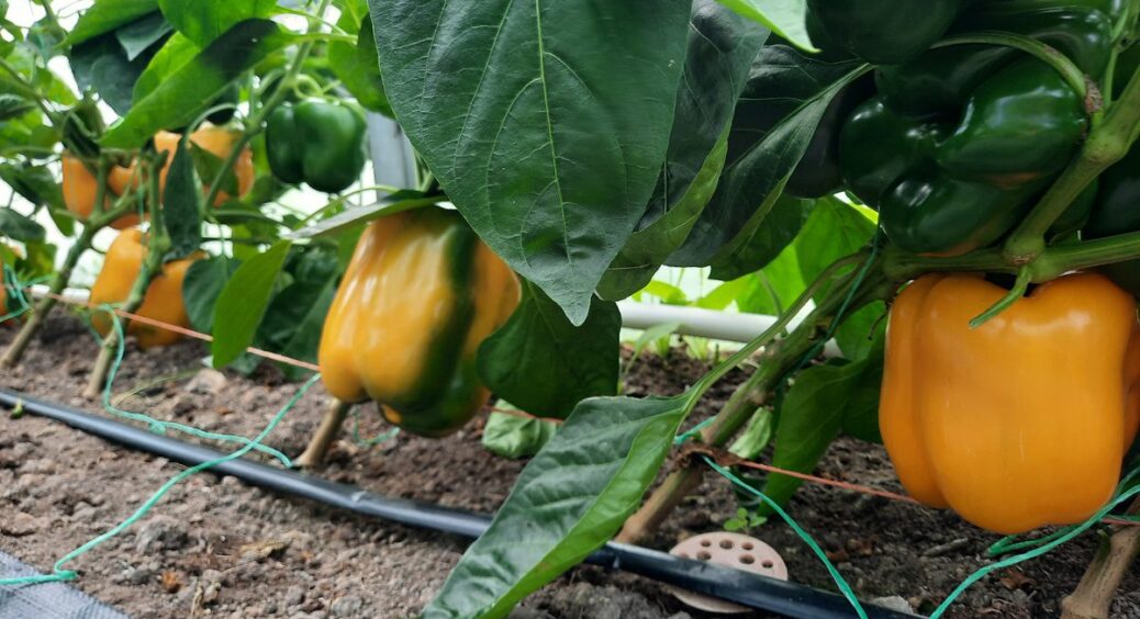 Друга хвиля плодоношення кращa за першу: як я отримую 2 врожаї перцю за сезон без додаткових зусиль 