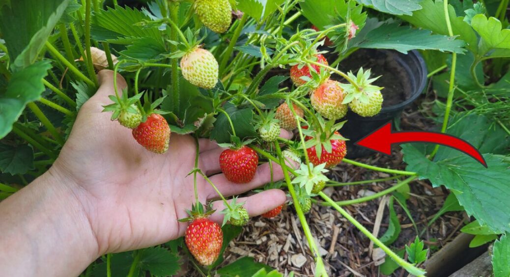 Обрізаю полуницю до 29 липня за методом “10 сантиметрів”: через 1 рік врожайність збільшилась у 3 рази 