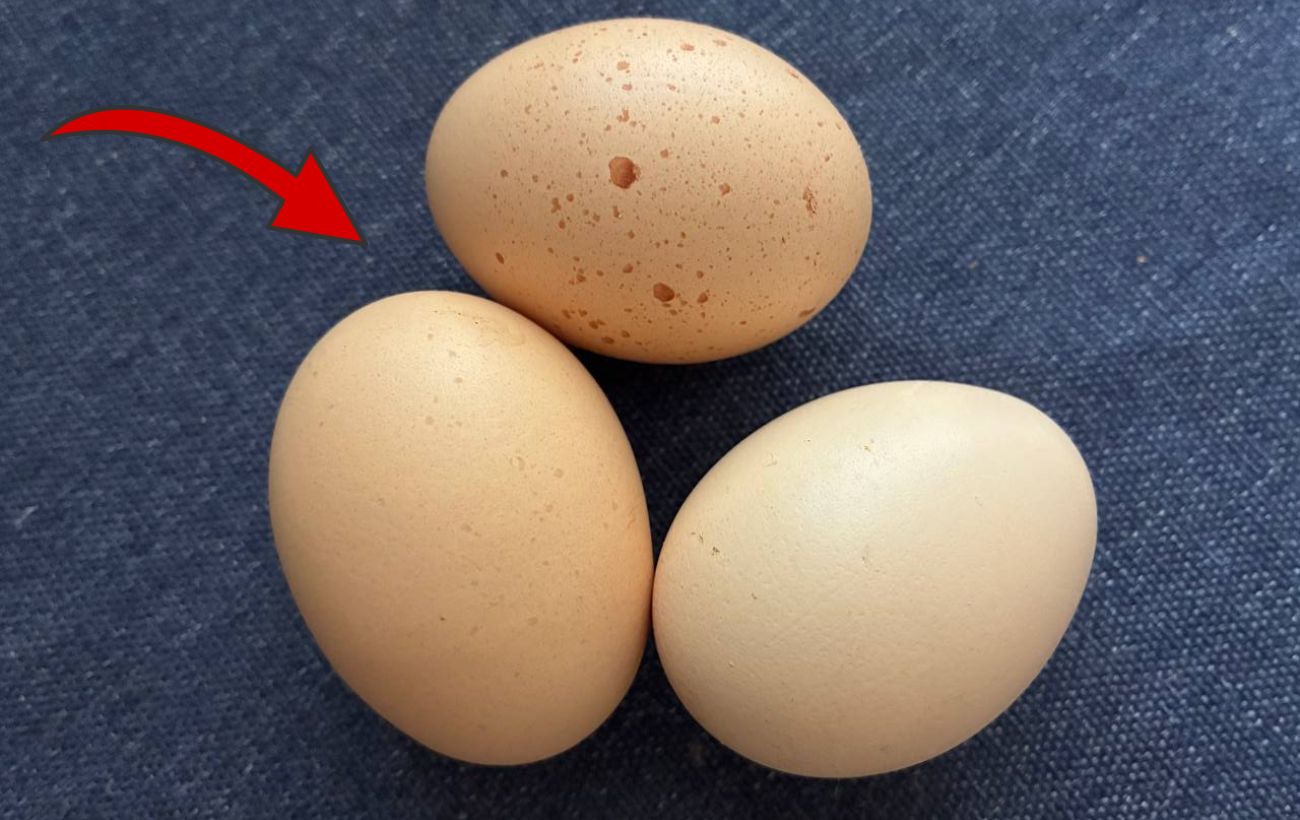 Як визначити свіжість курячих яєць у магазині