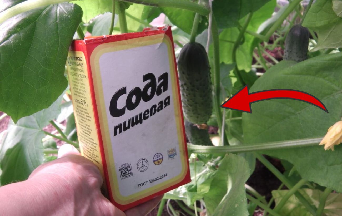 Як вирівняти криві огірки добривом із соди