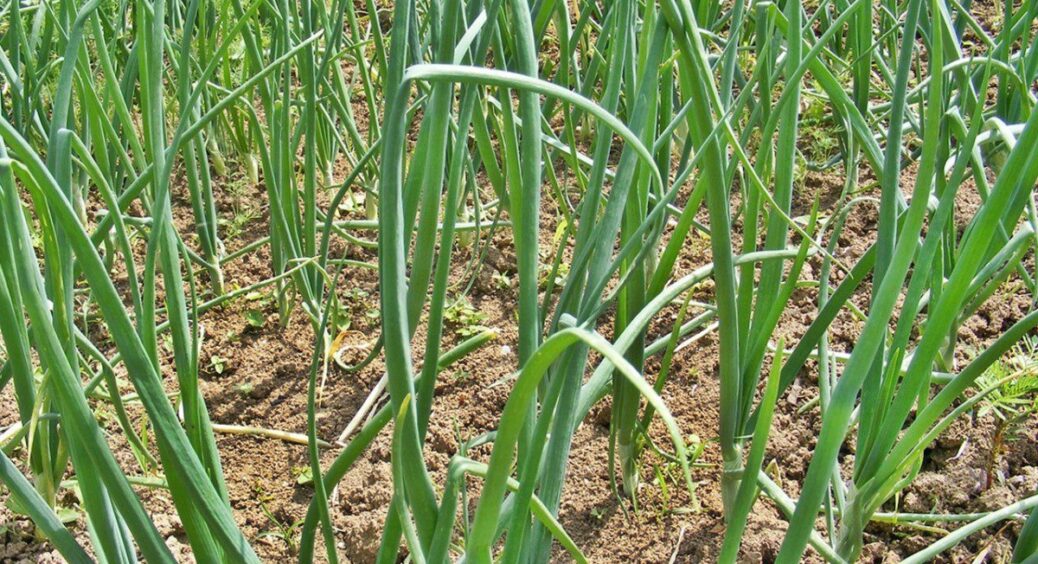 Посадила цибулю після цих 3-х культур – отримала “мішок” проблем на голову: кидає стрілки і не дає врожаю 