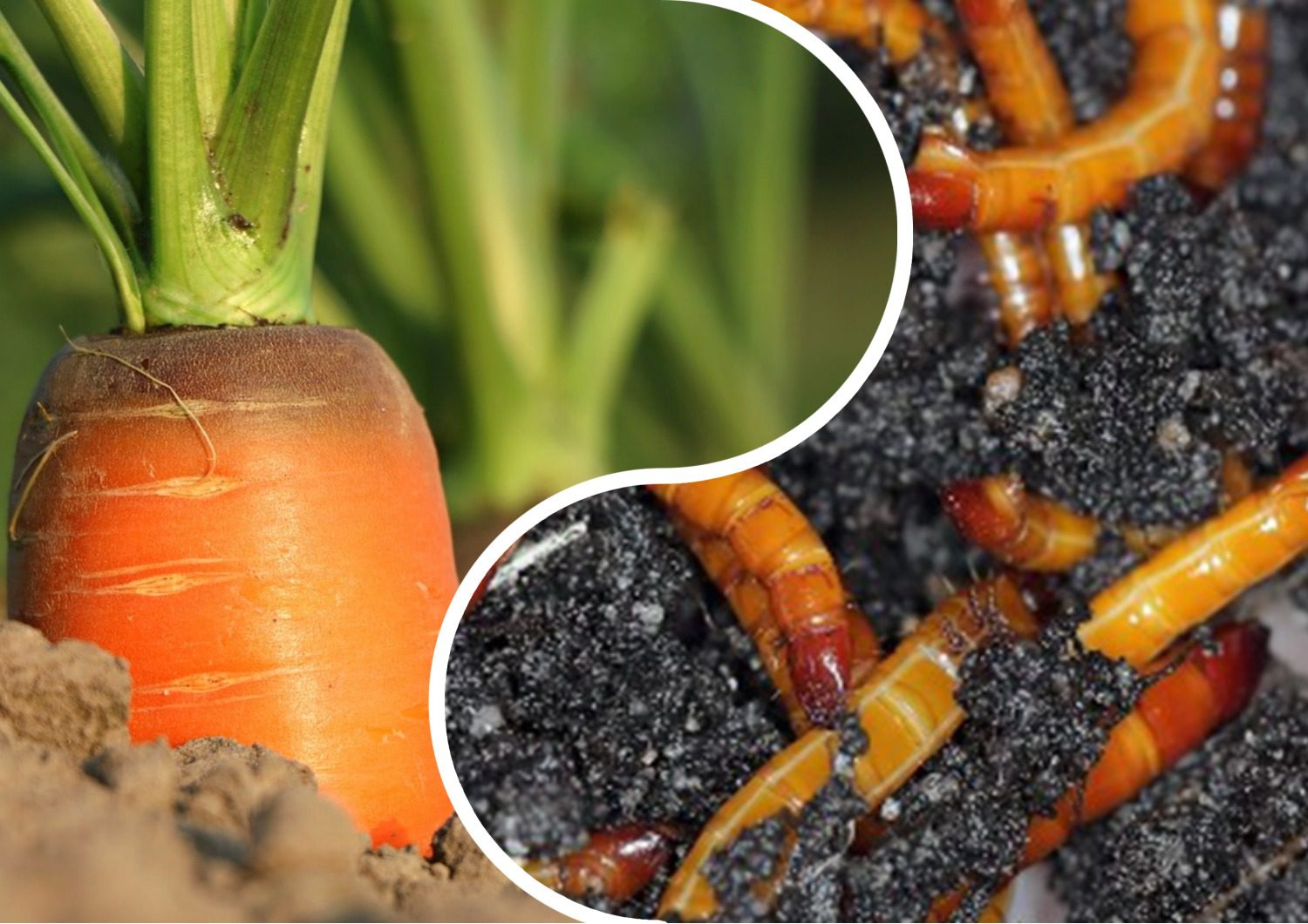 Городники порадили методи боротьби з дротяником