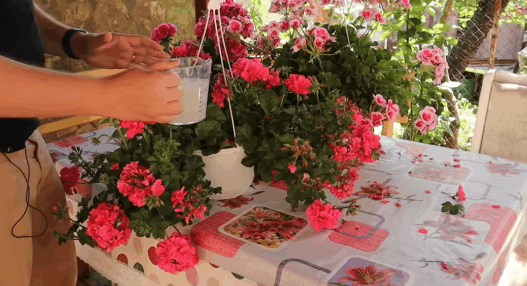 Не купую підживки, не розводжу хімію – просто готую герані перекус по-домашньому: 1 продукт з кухонної шафи 
