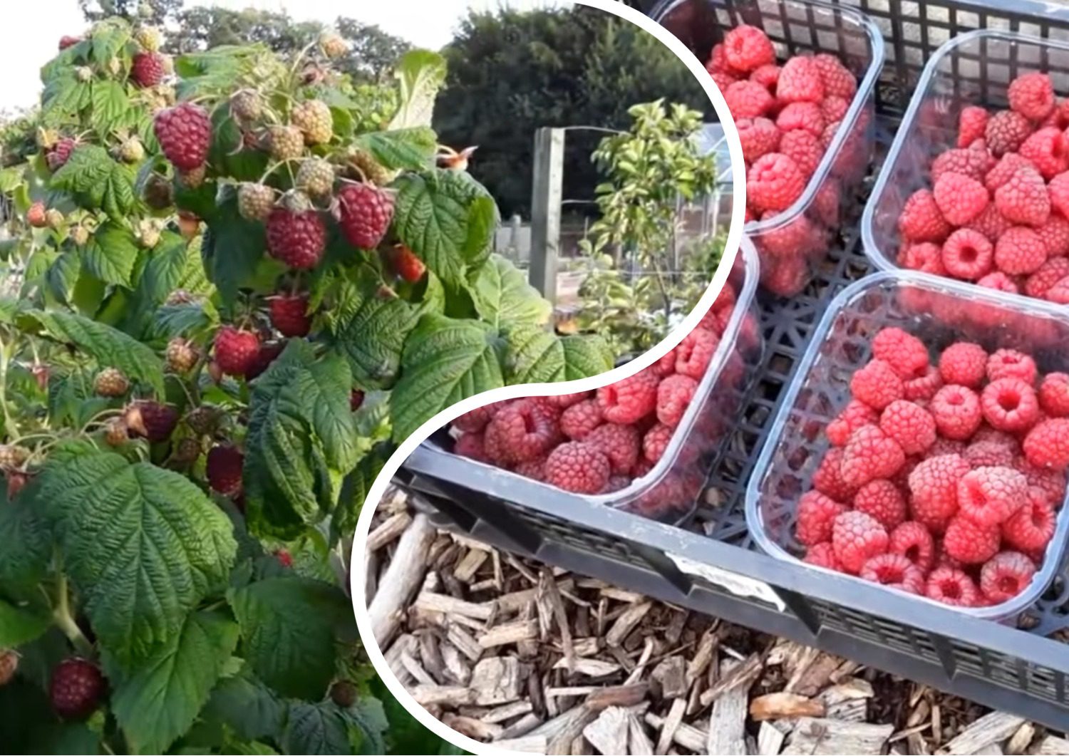 Садівники пропонують ТОП-9 порад для отримання хорошого врожаю малини